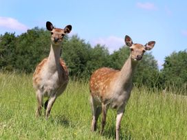 Oh Deer - Peak District & Derbyshire - 1124606 - thumbnail photo 34