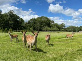 Oh Deer - Peak District & Derbyshire - 1124606 - thumbnail photo 35