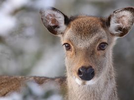 Oh Deer - Peak District & Derbyshire - 1124606 - thumbnail photo 37