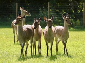 Five deer standing on grass with a wire fence and trees in the background at No Deer in Ashbourne