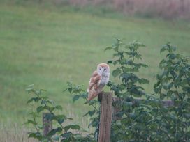 An owl perched on a post in a field at Narracott Down South Molton