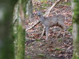 A deer in a forest at Narracott Down in South Molton