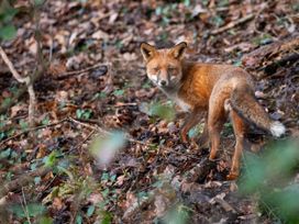 A fox in a forested area at Narracott Down, South Molton