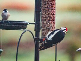 A woodpecker feeding from a bird feeder at Narracott Down South Molton