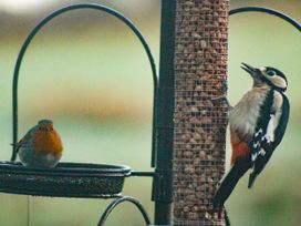 A woodpecker on a feeder with another bird at Narracott Down South Molton
