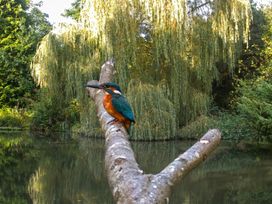 A kingfisher perched on a branch by the water at Narracott Down South Molton