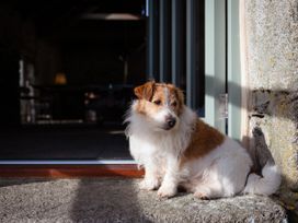 A dog sitting by an open door at Treveddoe Farmhouse Bodmin Moor