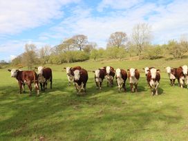 A group of cattle in a field at Rainbow Cottage Kirkby Stephen