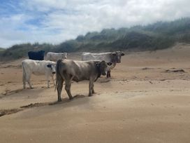A group of cows on a sandy beach at Geesala