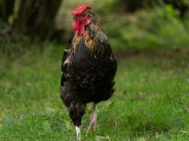 The Threshing Barn - Devon - 1129119 - thumbnail photo 23