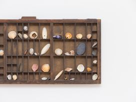 A wooden display case with various shells and stones at Carines Barns - Pen, Cubert