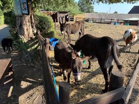 A donkey and cow in a pen with a dog nearby at The Cottage in Ettington