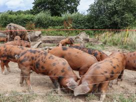 A group of spotted pigs in an outdoor fenced area with trees and logs in the background at Swallows Lodge in Dormansland