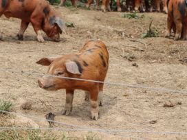 Young spotted pigs standing and walking on dirt ground behind wire fencing