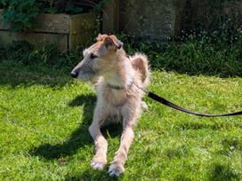 A dog lying on the grass in a garden at Wonderland Tweedmouth, Berwick-Upon-Tweed