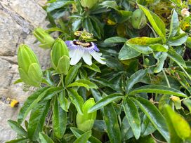 1 Aplands - Dorset - 1137517 - thumbnail photo 25