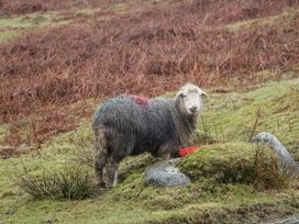 Oak - Lake District - 1137734 - thumbnail photo 29