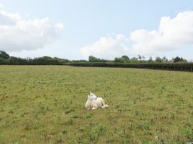 A sheep lying on grass in a field at The Cottage at Ty Newydd Brynsiencyn