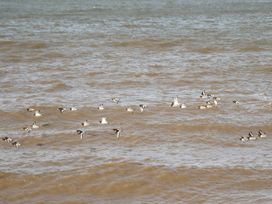 A group of black white and orange birds flying over water at B15 Ty Gwyn in Towyn