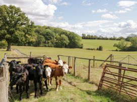 A group of cows near a fence and gate at Keepers Barn Bromyard