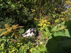 A black and white cat lying on the ground surrounded by various green plants and bushes at Thatched Cottage in Llanybydder
