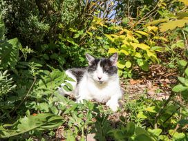 A black and white cat lying among green plants and foliage in a garden