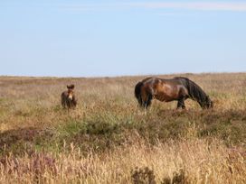 Two horses grazing in an open field at Watermouth Castle, West Tower Apartment, Ilfracombe
