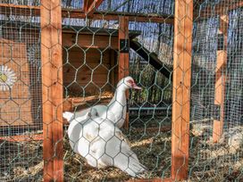 An outdoor enclosure with ducks in a wooden structure at Little Malory St Giles-On-The-Heath