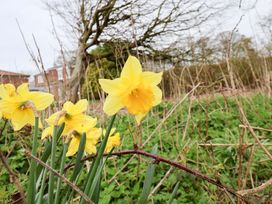 Yellow daffodils in a garden at Kittiwake in Flamborough