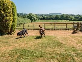 Two dogs running in a garden at Piglet Corner in Culmstock