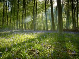 A forest with tall trees and sunlight filtering through with blue flowers on the ground at Blackwood Forest Golden Oak Treehouse in Blackwood Forest