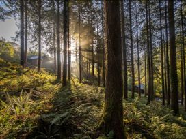 A forest with tall trees and ferns with sunlight shining through and cabins in the background at Deerpark Classic Golden Oak Waterside in Deerpark Forest