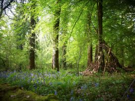 A forest scene with tall trees and a structure made of sticks among bluebell flowers at Forest of Dean Meadow - Silver Birch wheelchair accessible cabin in Forest Of Dean