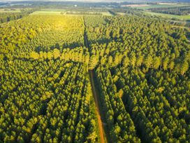 An aerial view of a dense forest with a straight path running through it at Thorpe Forest Golden Oak Treehouse in Thorpe Forest