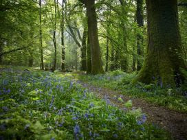 A forest with large trees and a path surrounded by green plants and purple flowers at Forest of Dean Meadow - Golden Oak in Forest Of Dean