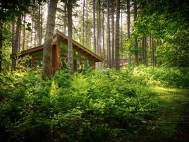 A wooden cabin with large windows surrounded by tall trees and dense green foliage at Glentress Forest Silver Birch Glentress Forest Peebles