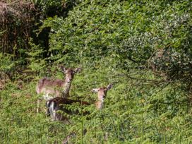 Two deer standing among tall green plants and bushes in a forest area at Anvil Cottage in Gatcombe near Blakeney
