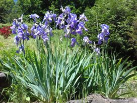 A garden with purple iris flowers and green foliage at Anvil Cottage in Gatcombe near Blakeney