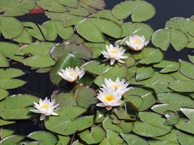 Water lilies on a pond at Holmside near Audley Brow near Market Drayton