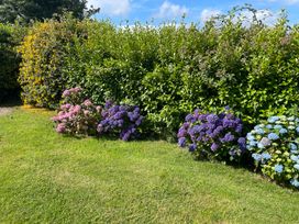 A garden with hydrangea flowers and hedges at Bryn Tawel in Eglwyswrw