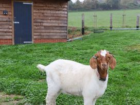 A goat standing on grass next to a wooden shed with a black door at Bee Cottage in Ottinge near Lyminge