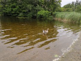 A goose swimming in shallow water at Swan Lake in Cloonshaghan near Boyle, County Roscommon
