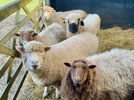 Stable Cottage - Mid Wales - 1150088 - thumbnail photo 26