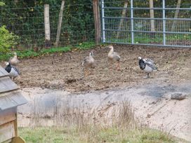 A fenced outdoor area with six geese standing on muddy ground near a wooden structure and some grass at Kingfisher Cottage Ottinge near Lyminge