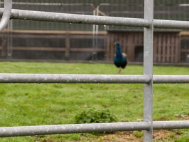 A metal gate with raindrops in front of a grassy enclosure with a peacock in the background at Kingfisher Cottage in Ottinge near Lyminge