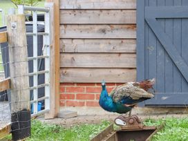 A peacock standing on a rusty metal object near a wooden fence and a building with a blue door