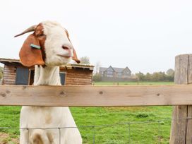 A goat standing behind a wooden fence with a barn and a house in the background in a grassy field