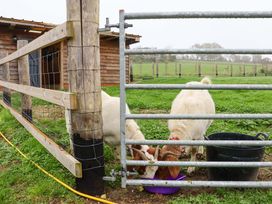 Two goats eating from a purple bowl near a metal gate and wooden fence with a shed in a field at Kingfisher Cottage Ottinge near Lyminge