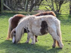 Two ponies grazing on grass near a wire fence in a field at The Old Parlour in Cwm near Dyserth