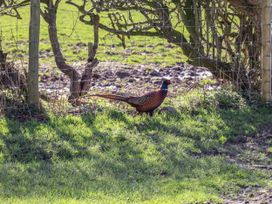 A pheasant standing on green grass near a wire fence with trees behind at The Old Parlour in Cwm near Dyserth